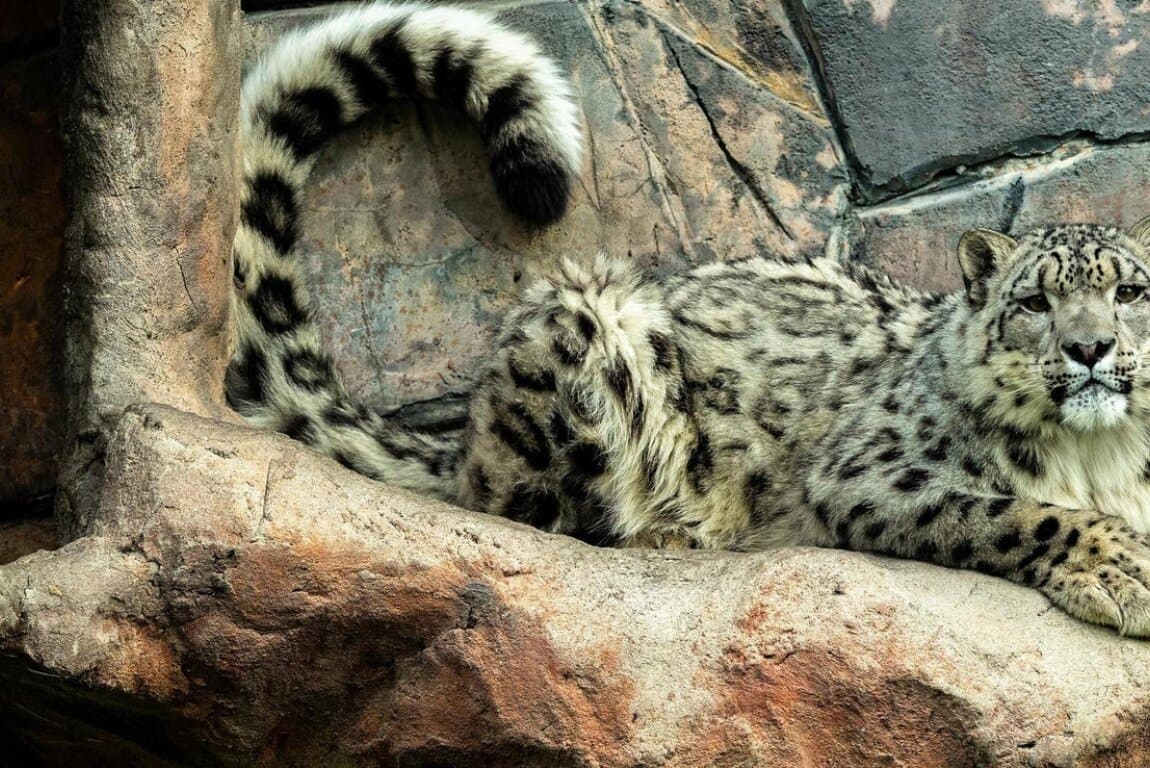 Calgary Zoo Wild After Hours: Snow Leopards at Wilder Institute's Calgary Zoo