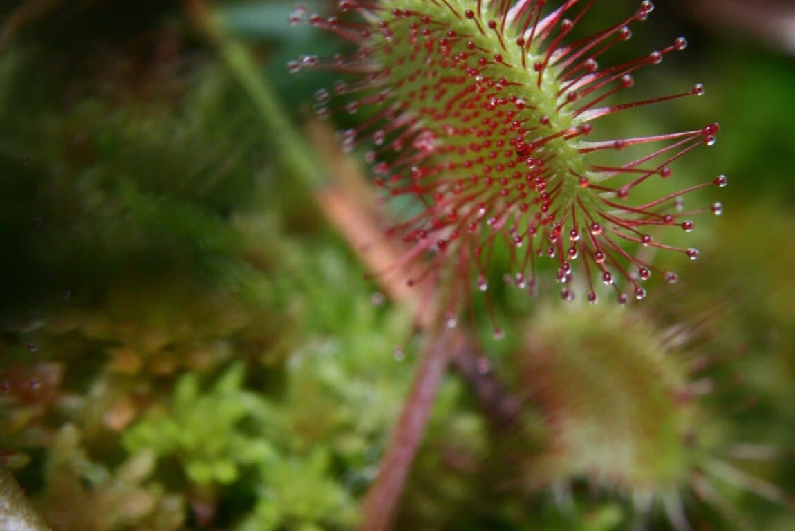 Poster for Carnivorous Miniature Bog
