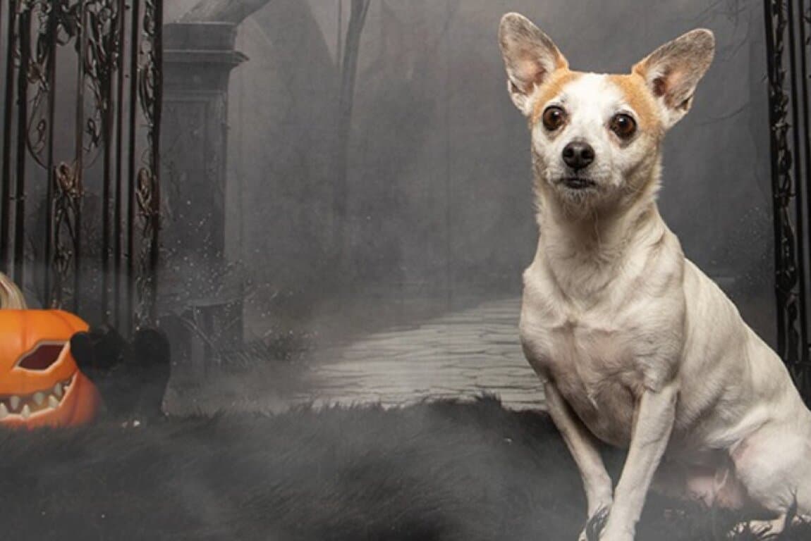 Pet Valu Shawnessy Halloween Portraits at Calgary