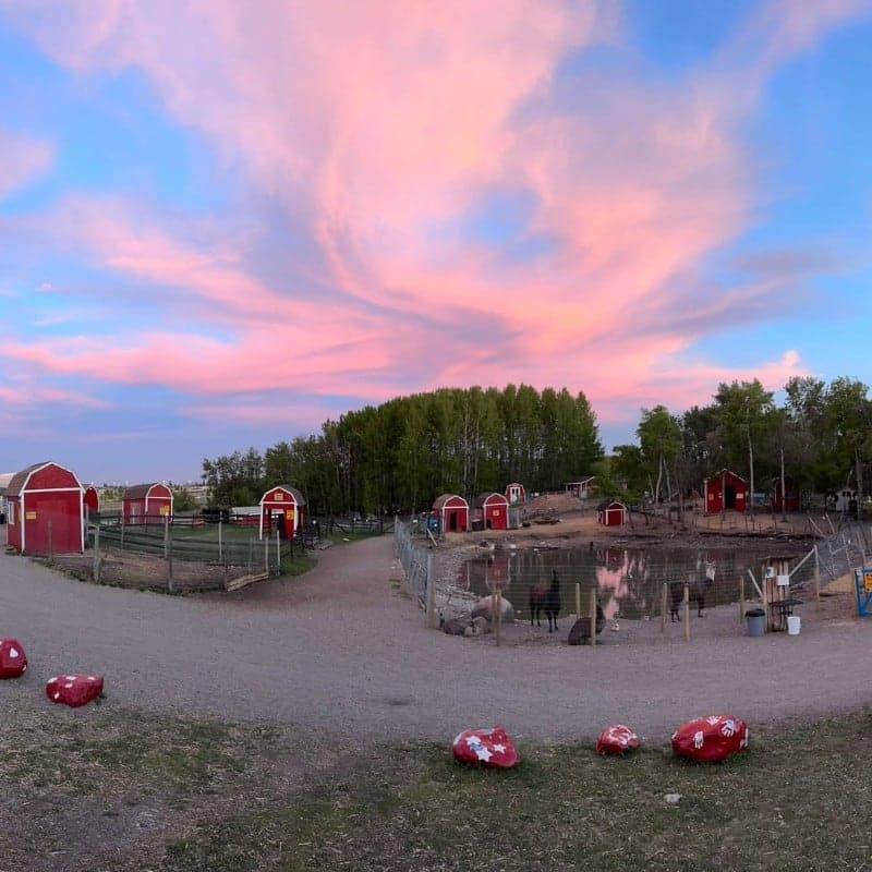 Butterfield Acres Petting Farm in Calgary